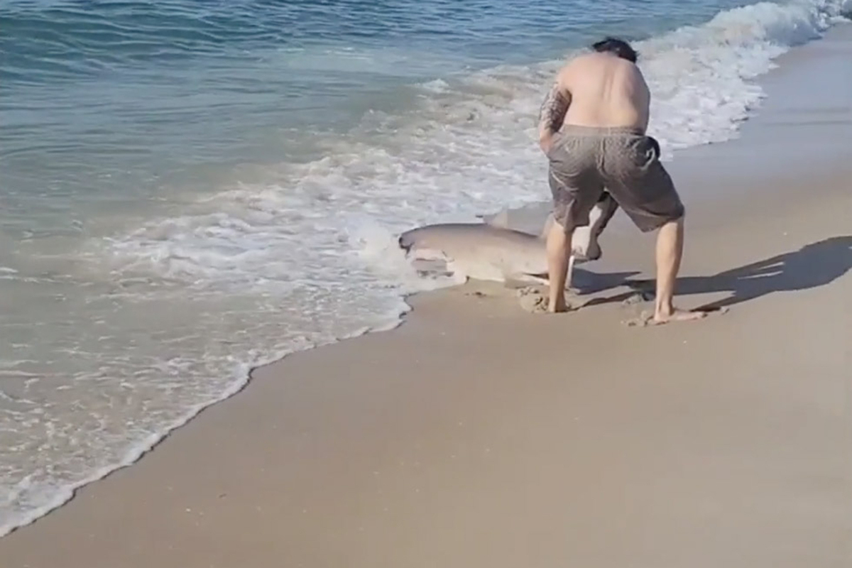 El tiburón fue atacado por el hombre mientras estaba en una playa de Long Island. (AP)
