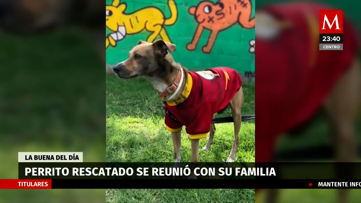 Tras rescate en el Metro de CdMx, perrito Flash vuelve con su familia