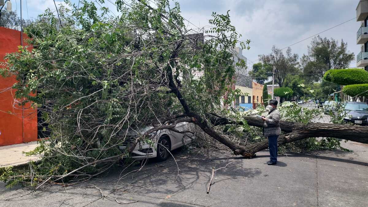 Árbol cae sobre auto en Azcapotzalco. (Ramón Ramírez)