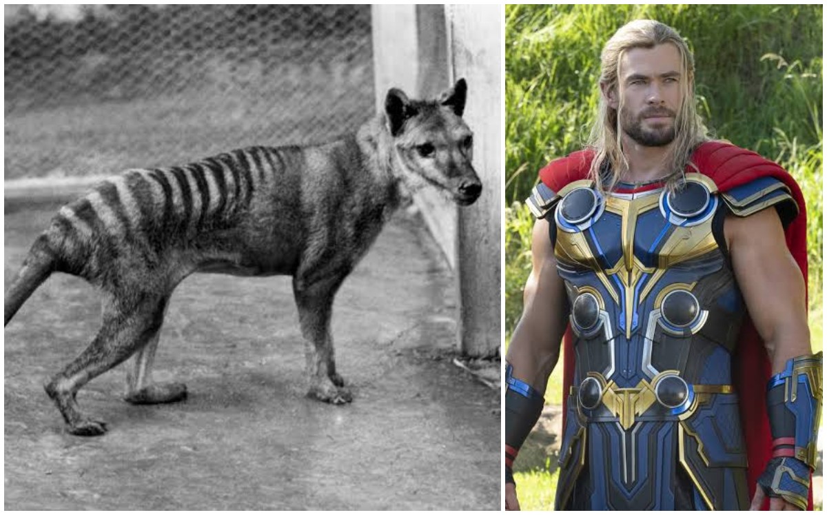 El tigre de Tasmaña y Chris Hemsworth. | EFE