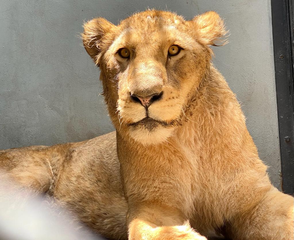 Recuperan peso los felinos rescatados de santuario. (Especial)