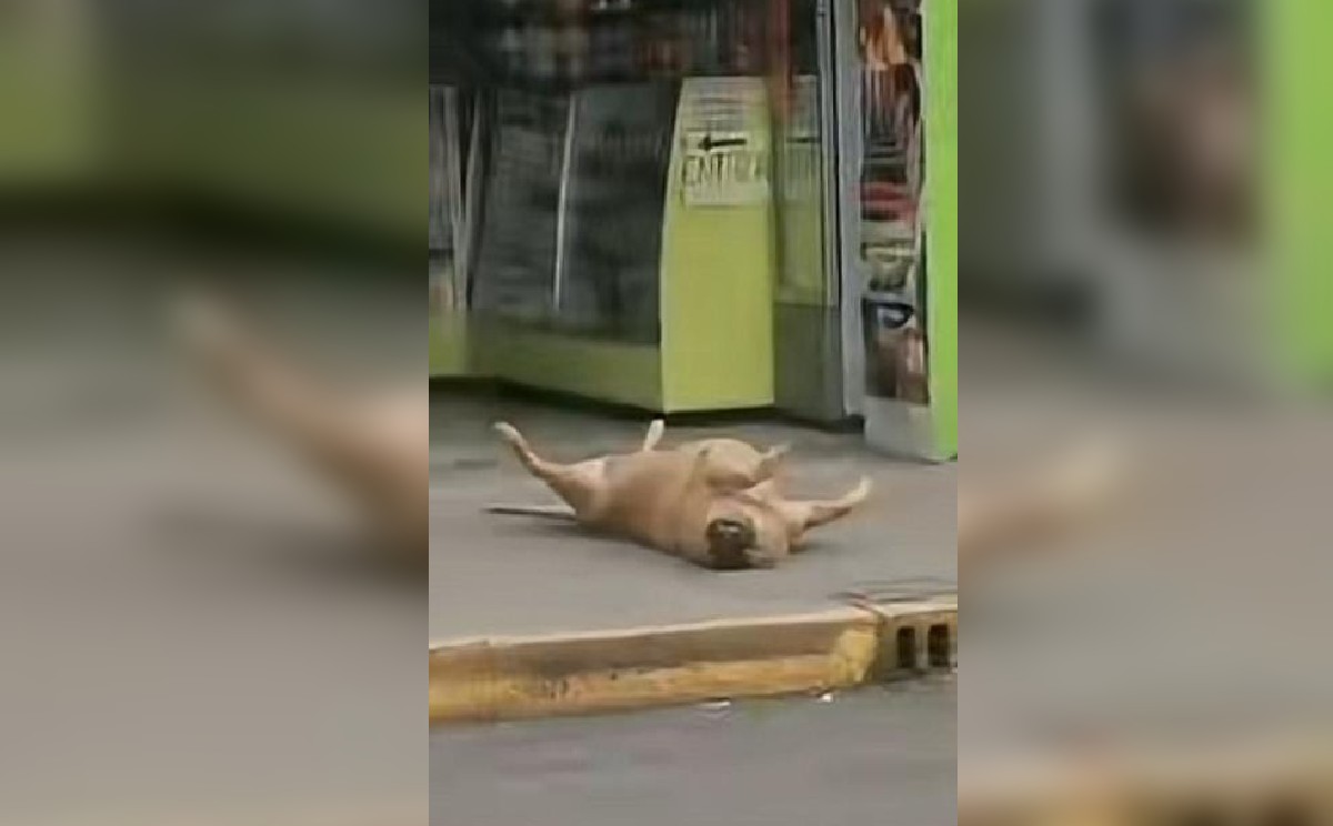 El perrito gordito de Texcoco. | Especial