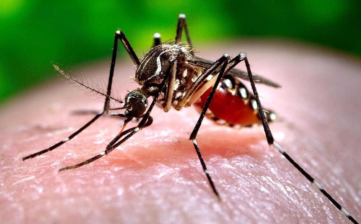 La capacidad de los mosquitos para oler humanos
