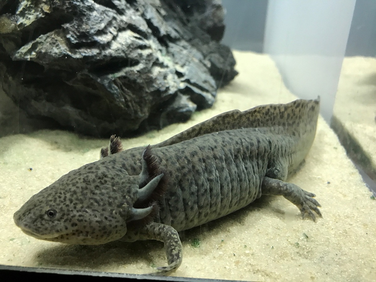 Ajolote de Xochimilco | Conabio