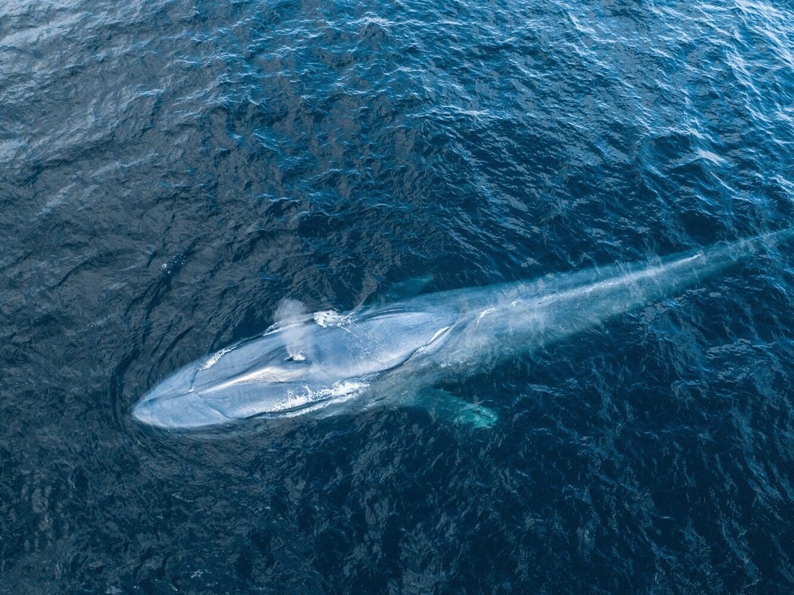 Ballena azul. | Conabio