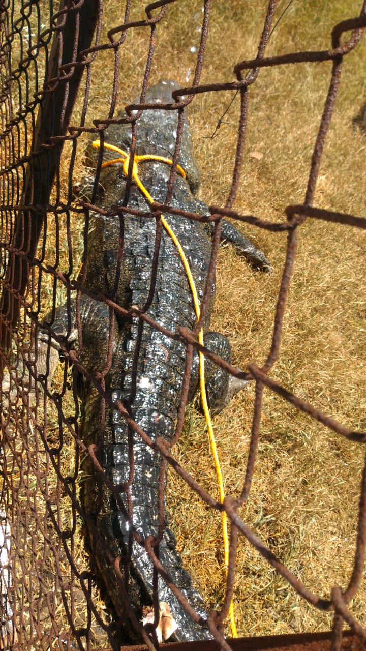 Cocodrilo de Tampico.