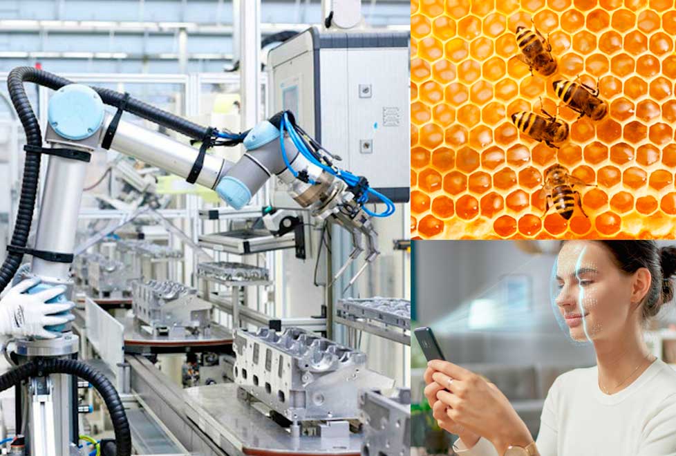 Ibee products, distribuye miel de México para el mundo.