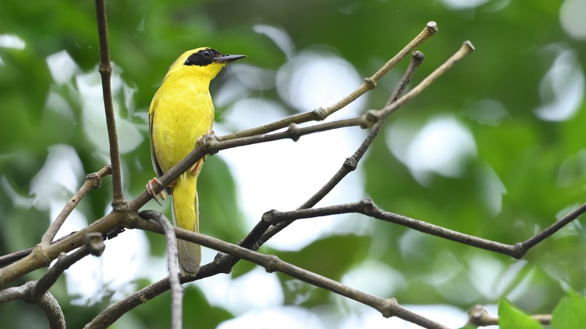 Mascarita de Altamira. | Conabio