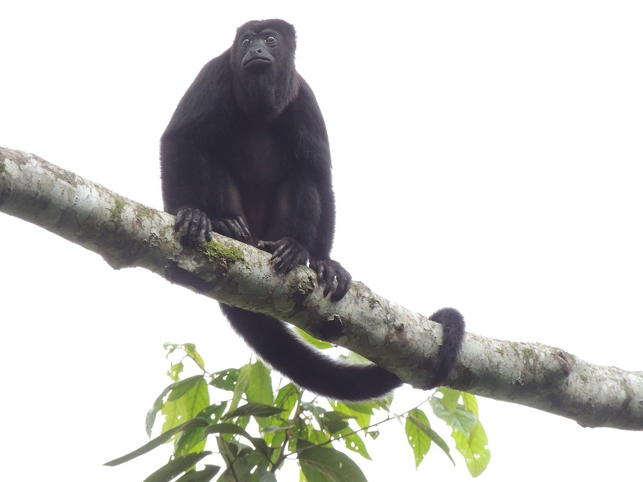 El mono aullador está en peligro de extinción. | Conabio