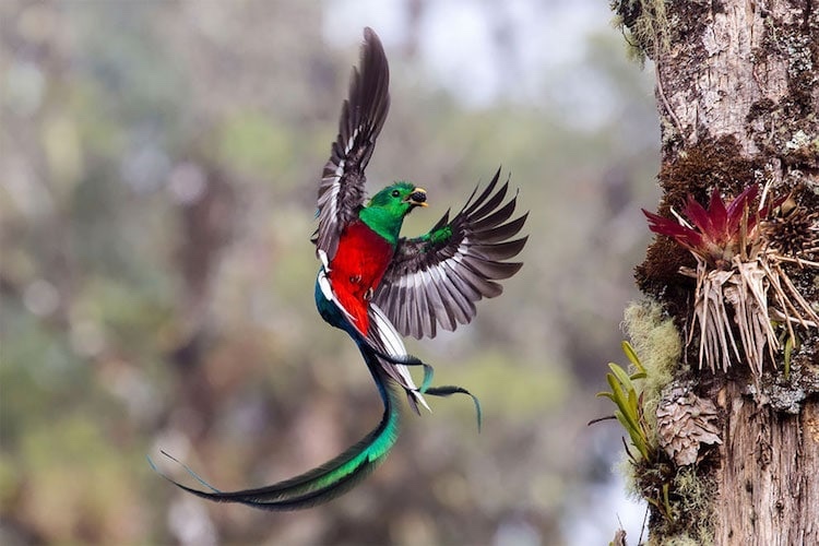 Quetzal mesoamericano. | Conabio