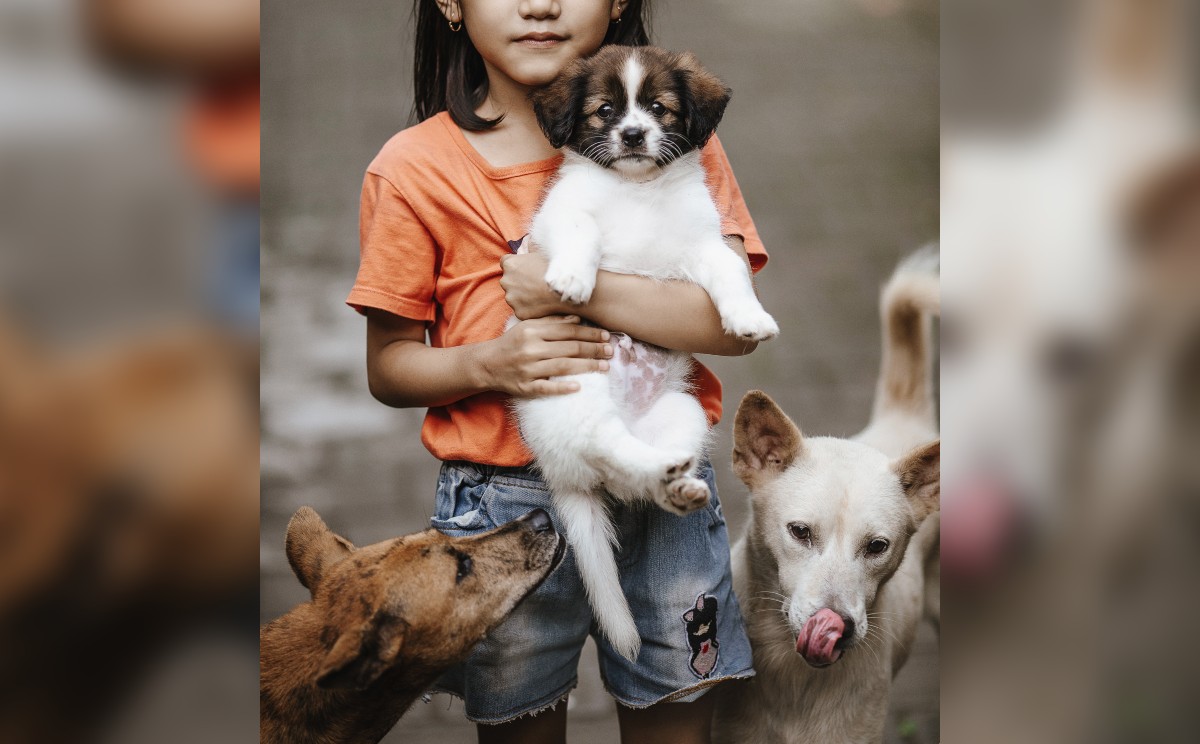 Perros, animales, mascotas, perritos | La menor fue sometida a cirugía.