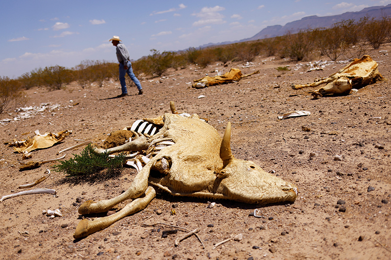 Cadáveres de vacas que murieron por sequía en el municipio de Manuel Benavides, en el estado de Chihuahua, México. |Reuters