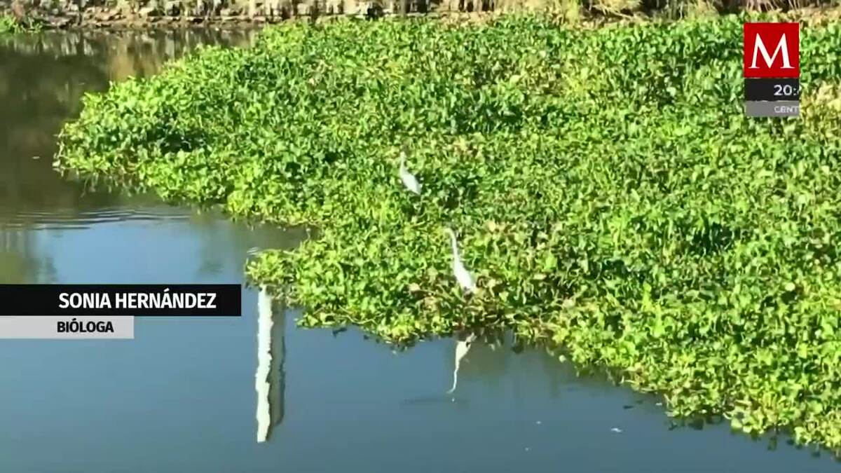 Lirios acuático, una menaza para Reynosa