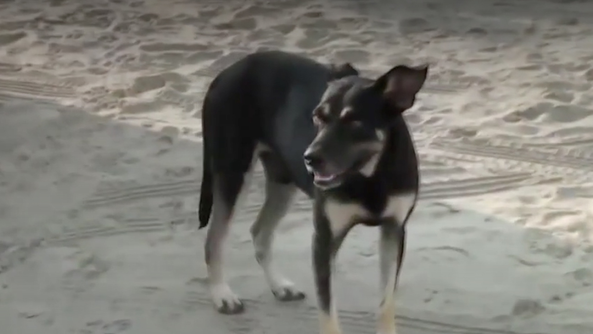 Estafadores usan a perros abandonados para conseguir dinero