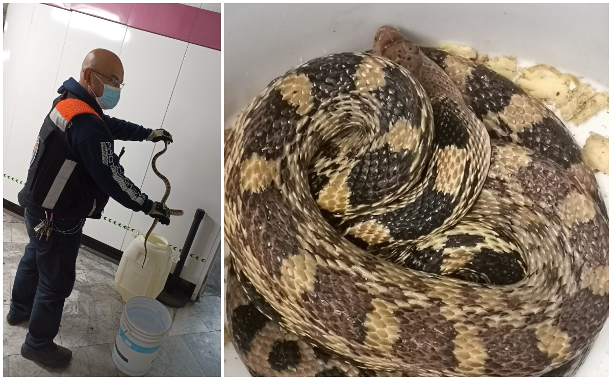 Protección Civil del organismo resguardó al reptil. | Metro de CdMx