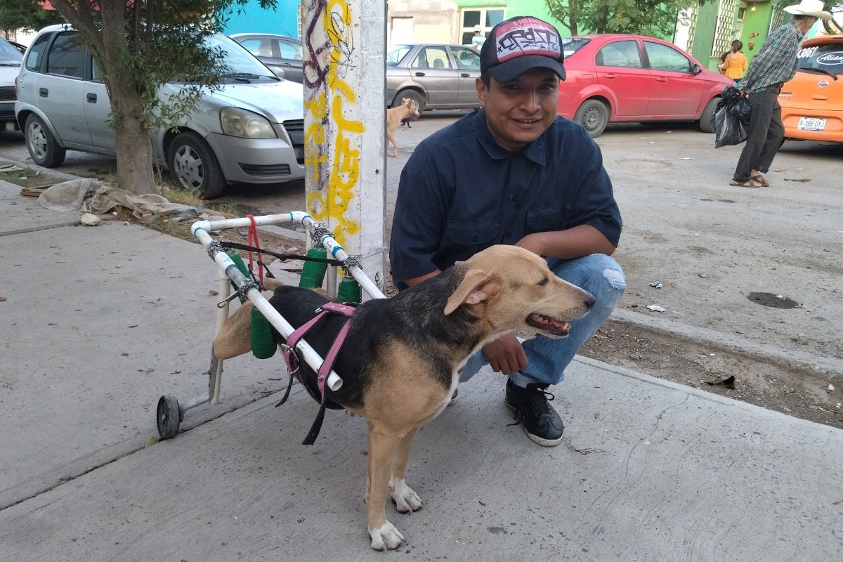 Tras ser atropellado perrito tiene otra oportunidad en Gómez Palacio. | Especial