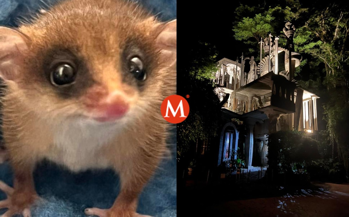 Este marsupial regresará a su hábitat natural