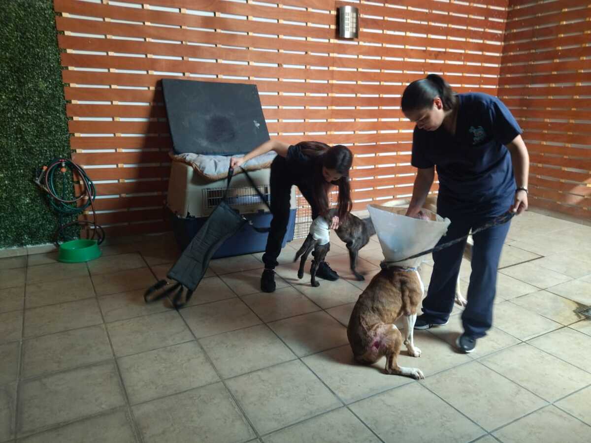 Clínica de fisioterapia atiende a más de 100 perros en Guadalajara (Usi Toledo)