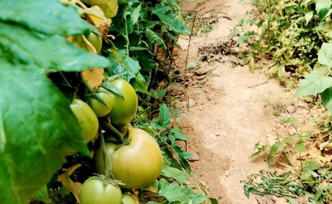 Mosca blanca y el picudo, insectos que afectan a cultivos de hortalizas en Tehuacán | Especial
