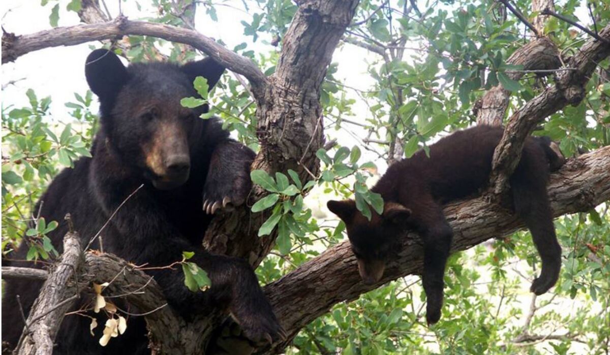 Ursus americanus, mamífero carnívoro no endémico de México. (Cortesía)