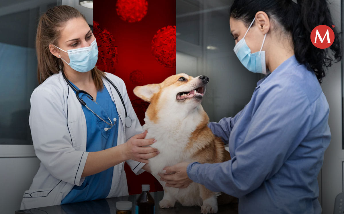 Vacuna contra el covid para animales es un éxito | ESPECIAL