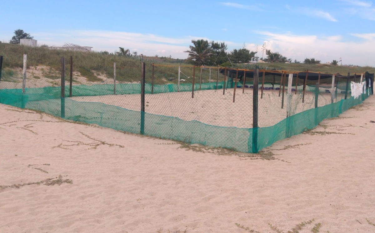 Campo tortuguero en playa Miramar. (Anahy Meza)