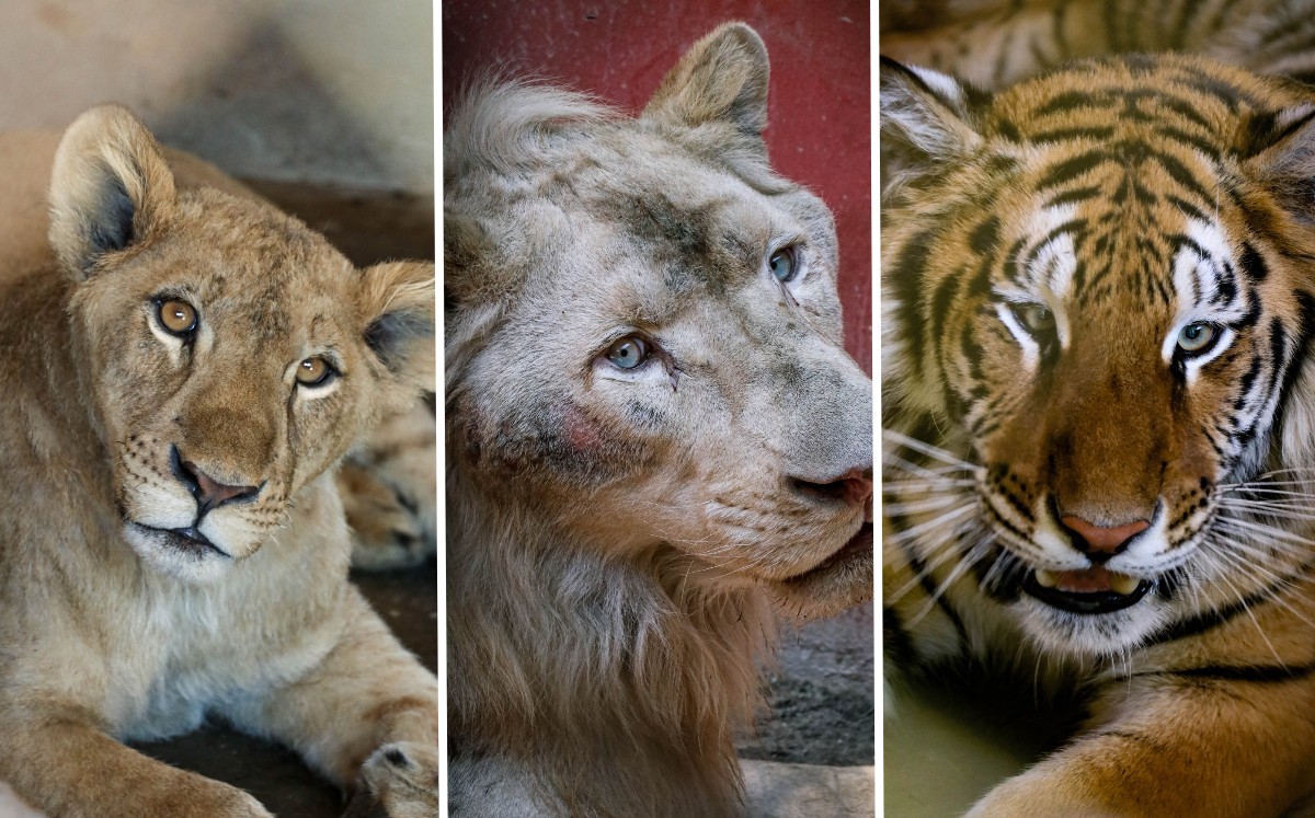 Felinos rescatados del santuario Black Jaguar White Tiger se recuperan en el zoológico Tamatán. (Zoológico Tamatán)