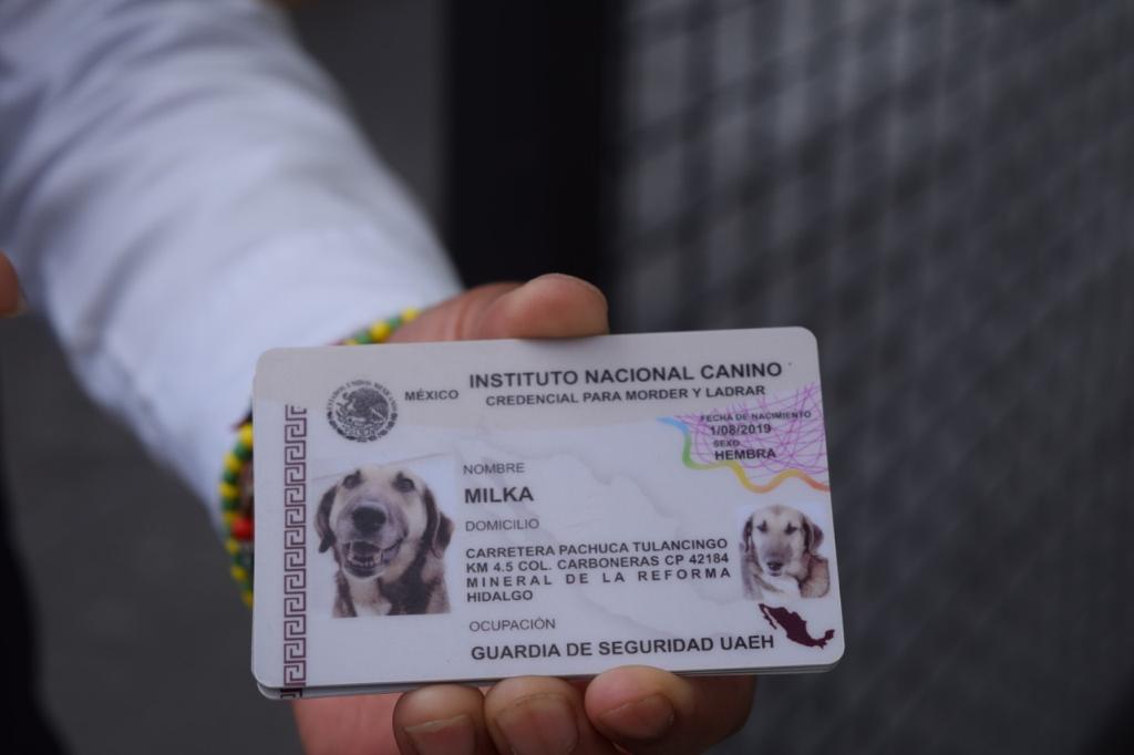 Perritos guardianes de la UAEH