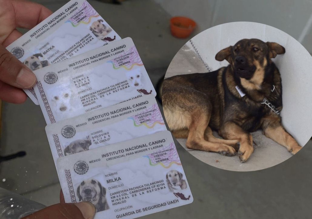 Los tres perritos son guardias de seguridad de la escuela. (Óscar García)