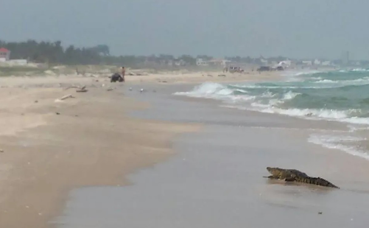 Capacitarán a personal sobre captura de cocodrilos en playa Miramar