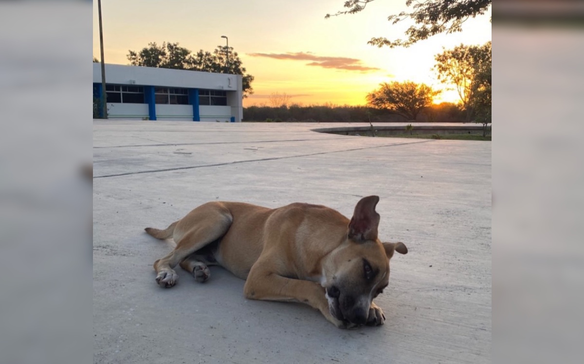 Perros callejeros rescatados en la Universidad Politécnica de Victoria. (Perritos upv)