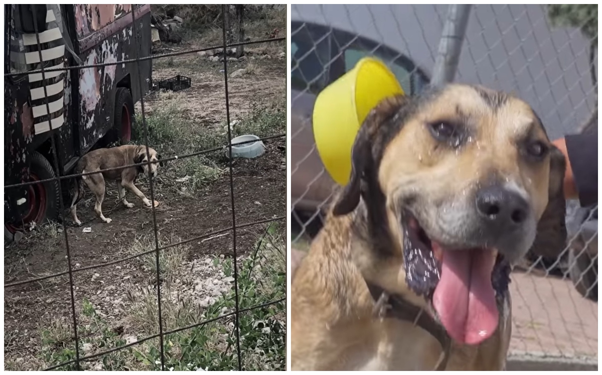 En animal recibió atención médica-veterinaria tras ser rescatado. | Tomadas de FB Roberto Sosa Pichardo