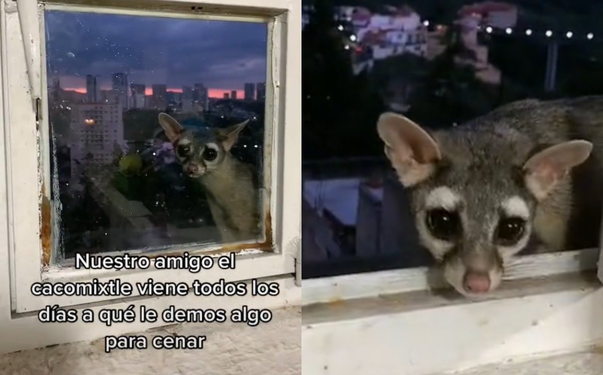 Cacomixtle se hace viral (TikTok).