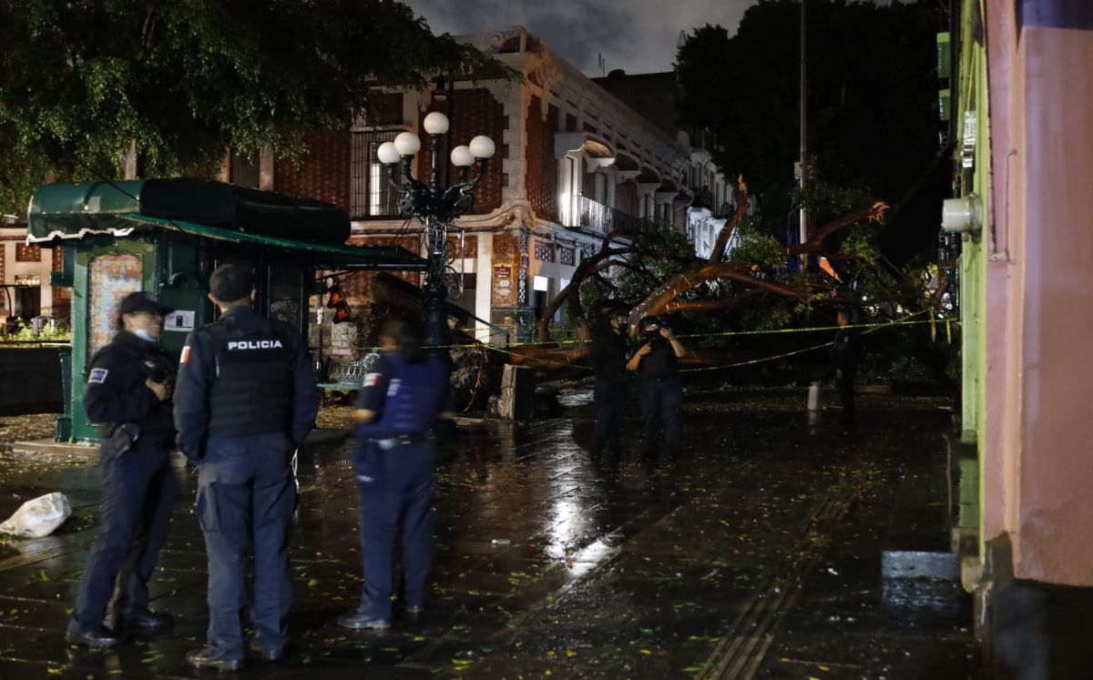 Caída de un árbol por intensas lluvias en Puebla | Andrés Lobato