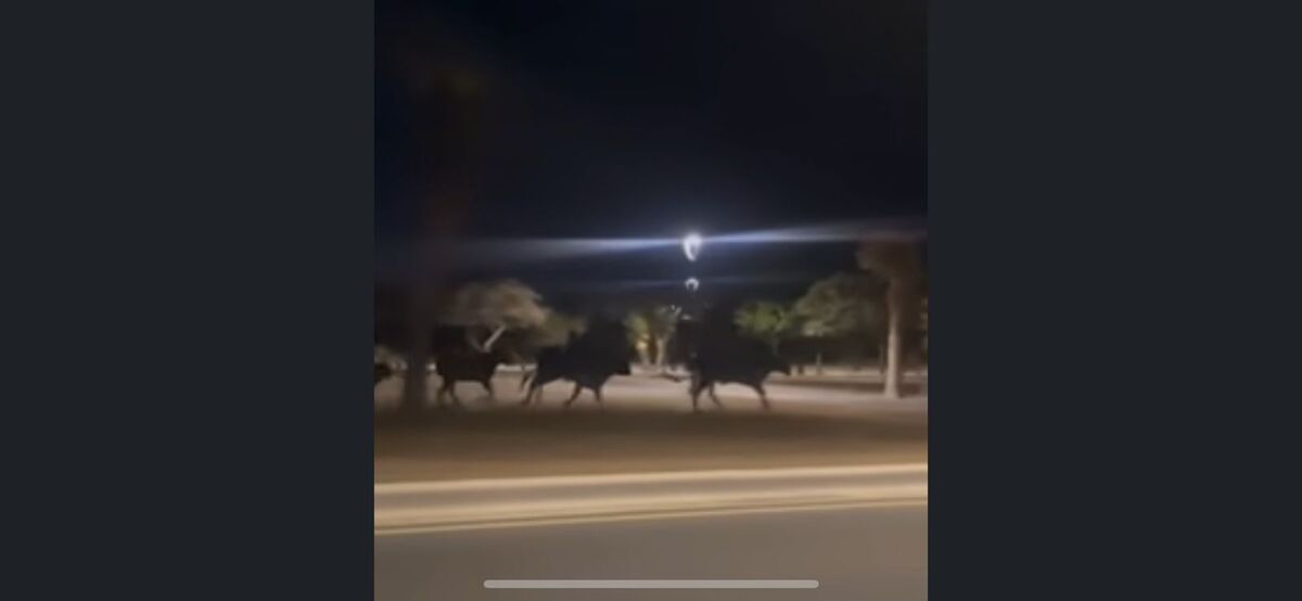 Captan a manada de toros en calles de García, Nuevo León. Foto: Especial