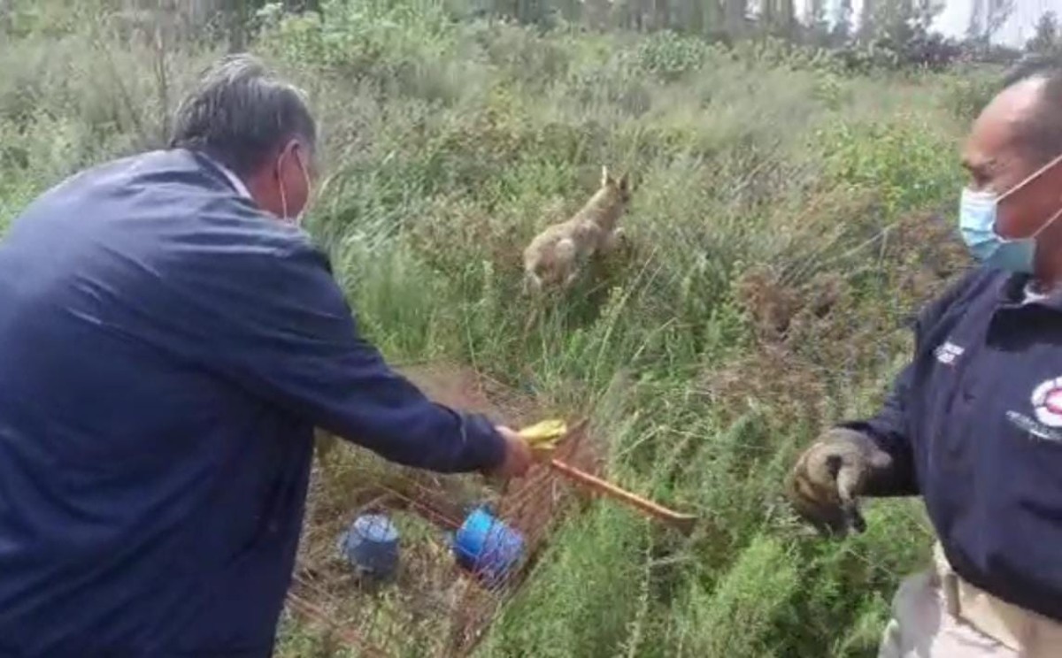 "Fue liberado en la Sierra de Patlachique" | Especial.