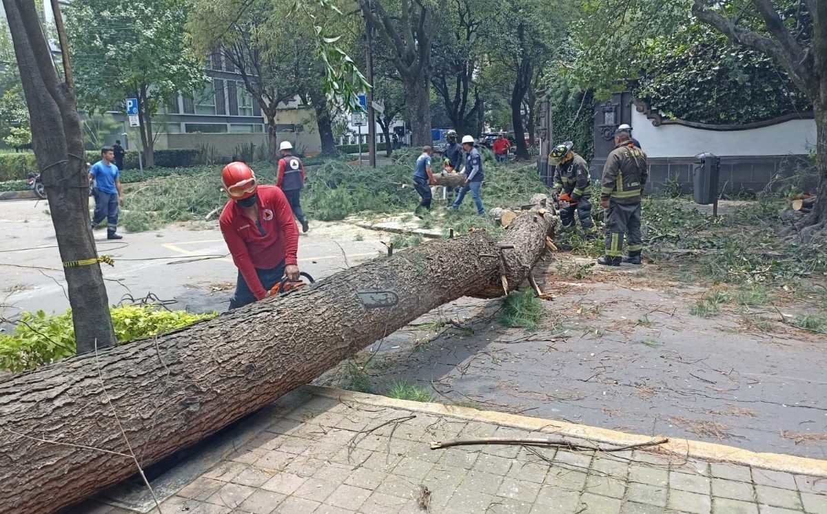 El árbol se cayó en inmediaciones del Parque Lincoln en CdMx. | Enrique Luna