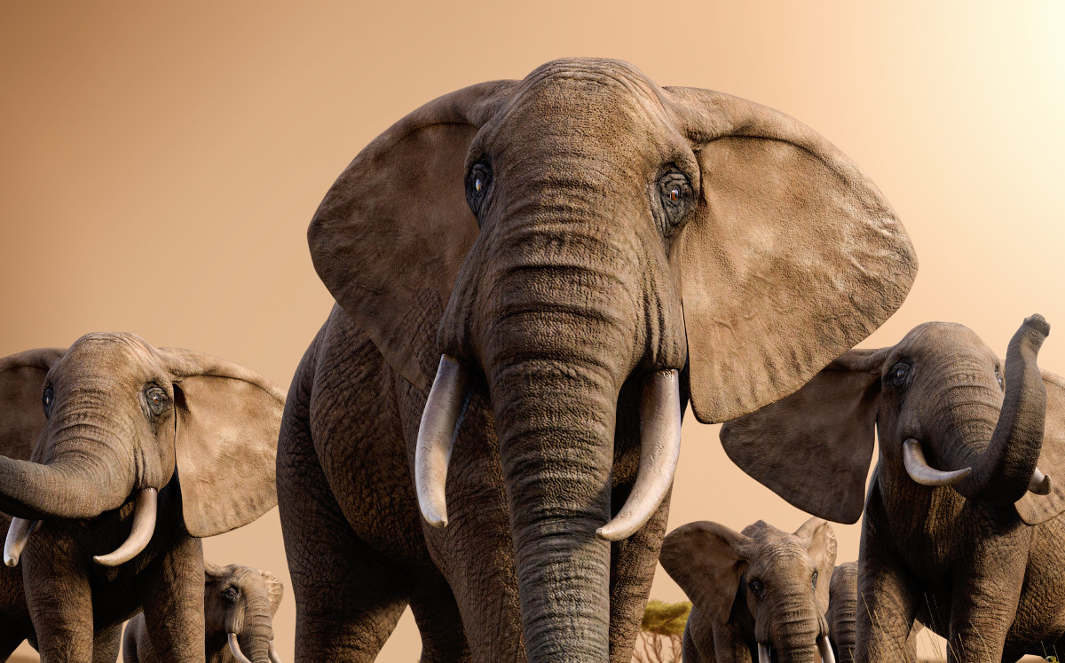 Descubren en Israel un colmillo de elefante de hace medio millón de años | ESPECIAL