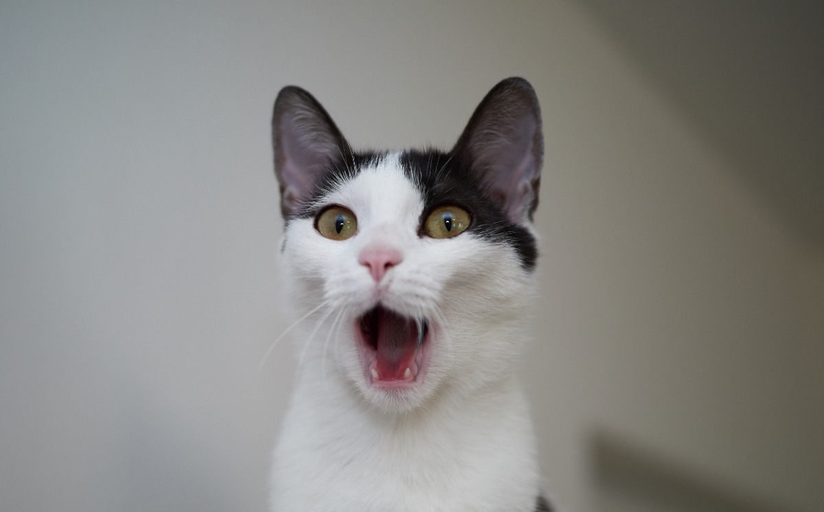 Gato | Shutterstock