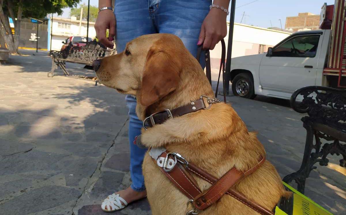 Perro guía