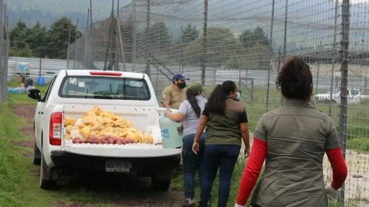 Continúan 53 felinos dentro del santuario Black Jaguar