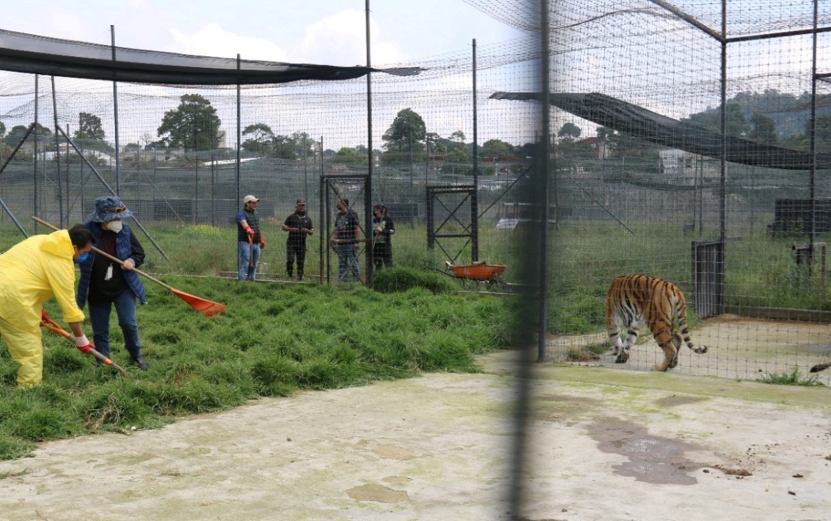 La Profepa informó que los leones continúan en el santuario pero con cuidados. | Especial