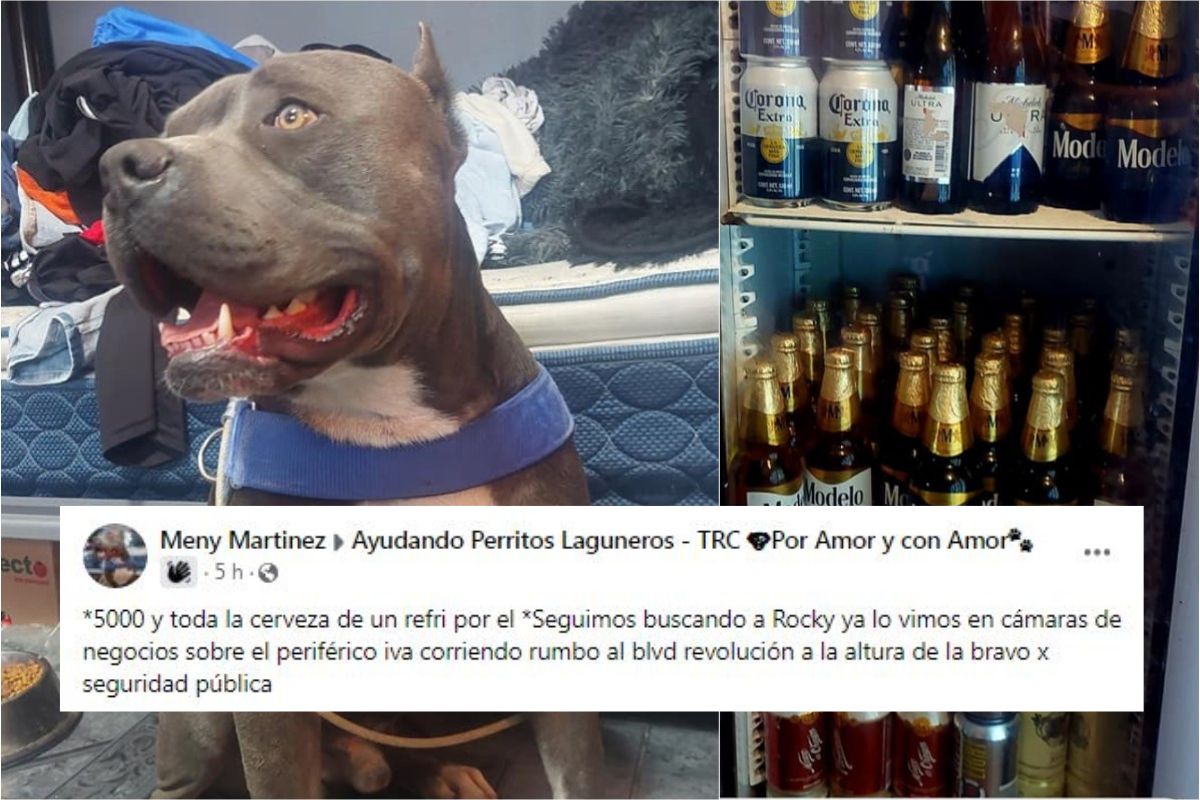'Rocky' es un macho gris con blanco de raza pitbull que se salió de su vivienda en la colonia Las Etnias. (Facebook)