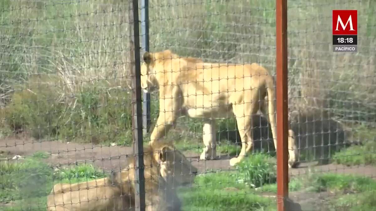 Animales en circos a pesar de su prohibición