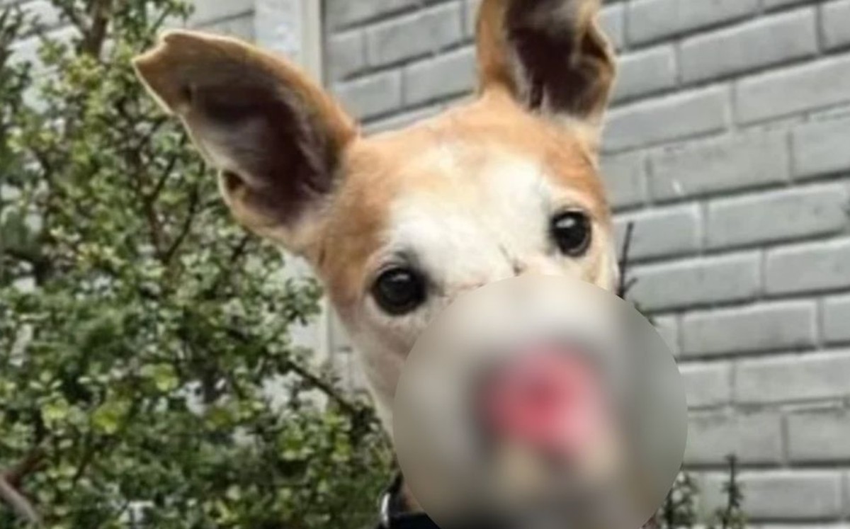 Este perrito fue rescatado por el refugio (Especial).