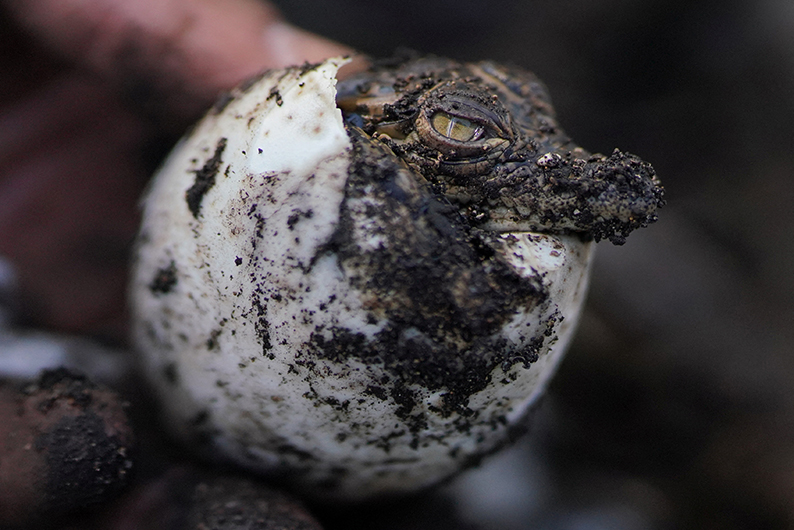 Tienen el hábitat natural más pequeño que queda de todas las especies vivas de cocodrilos. |Reuters