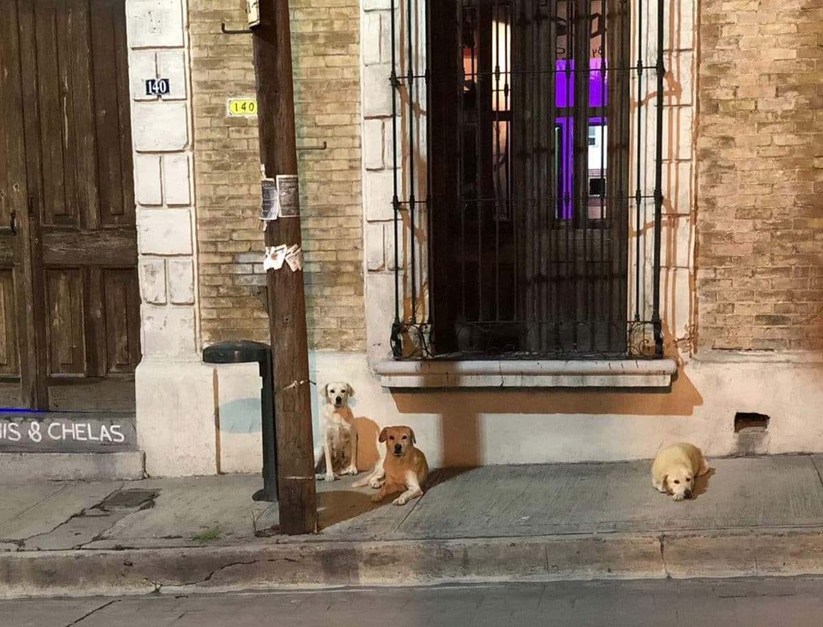 El joven de Saltillo asegura que los perros saben volver a casa solos. (Cortesía)