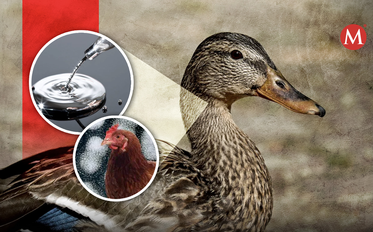 Los patos contaminados con mercurio pueden tener gripe aviar. | Foto Pexels