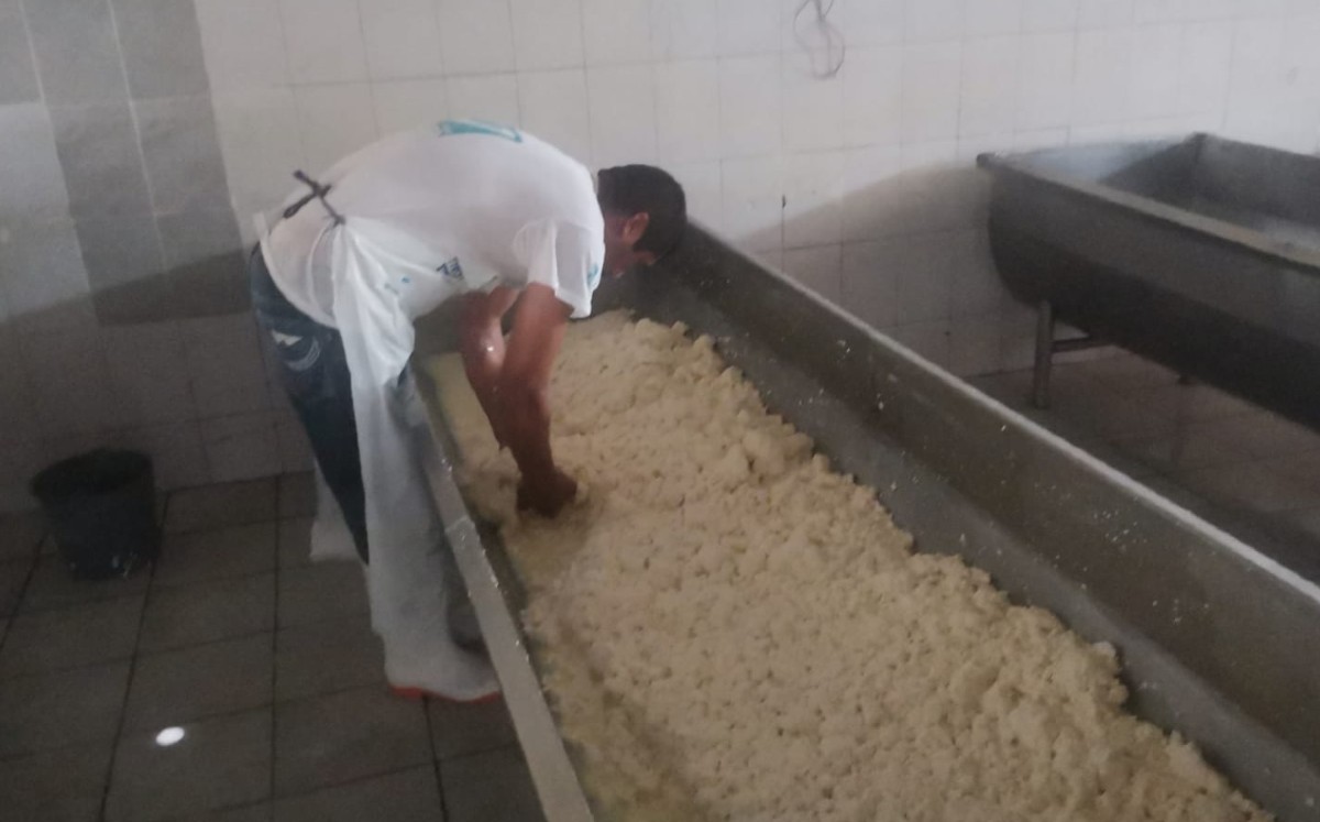 Producción de queso molido en el norte de Veracruz. (Francisco Díaz)