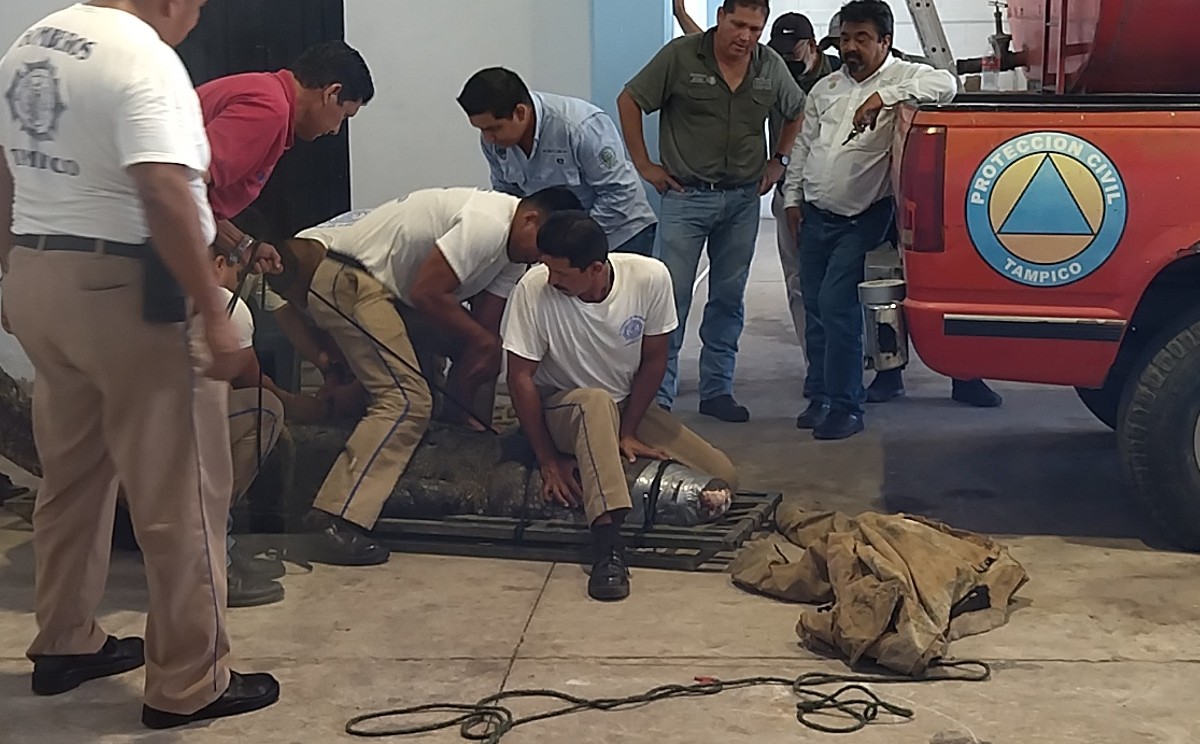 Lagartos de la Laguna del Carpintero se deben reubicar para evitar más ataques